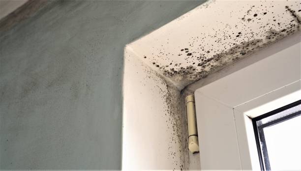  Cherry Valley, CA Mold Removal Pros