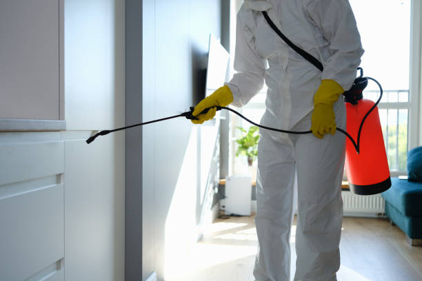 Best Mold Odor Removal Services  in Cherry Valley, CA