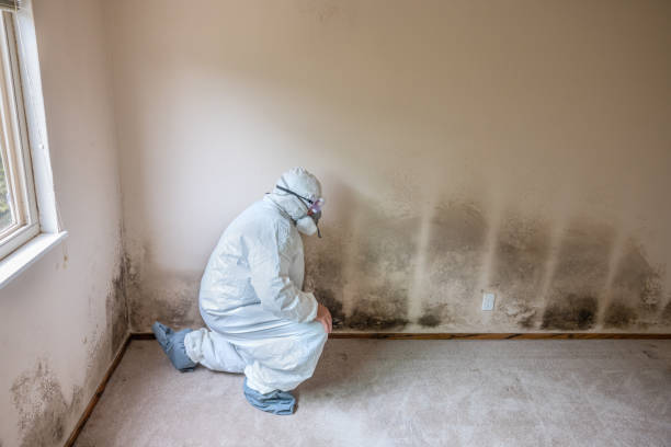 Best Black Mold Removal  in Cherry Valley, CA