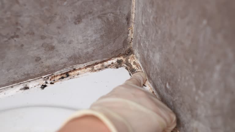 Trusted Cherry Valley, CA Mold Removal Experts